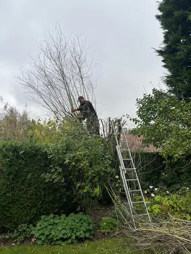 Sf Service Elagueur Arboriste Paysagiste