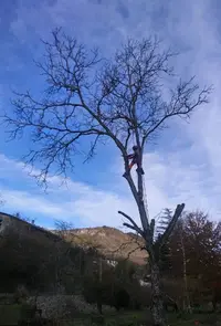 Aves Élagage