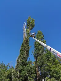 Elagage Jacquier Sfbe - Élagage Abattage d'Arbres Dessouchage Travaux Forestiers 74 Haute-savoie Évian-les-bains Thonon...
