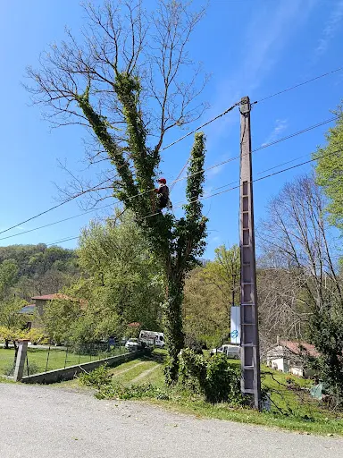Grimpe Ô Arbres - Arboriste Élagueur Paysagiste