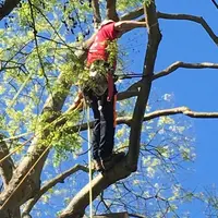 Tree For Life - Paysagiste77