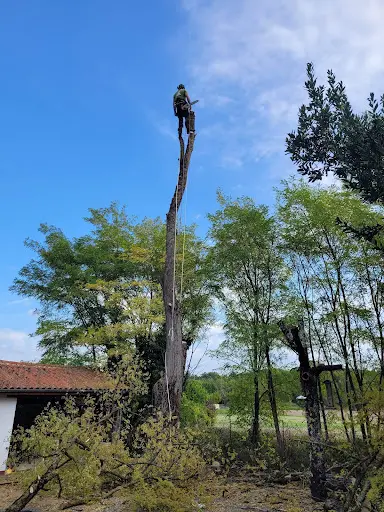 Arbo Sud-charente