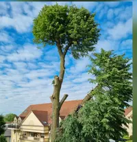 Paysagiste Elagage d'Arbres 77 Melun