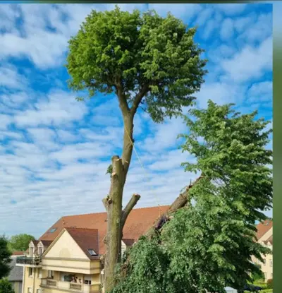 Paysagiste Elagage d'Arbres 77 Melun