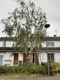 Dufour Élagage