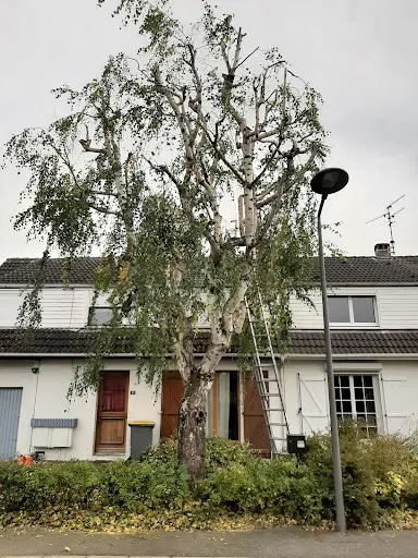 Dufour Élagage