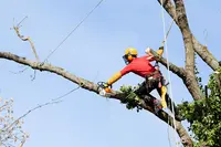 Elagage Mérignac - Abattage Merignac - Service d'Élagage À Merignac Antolelagage
