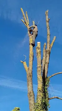 Jardinier Élagueur À Mérignac Gironde