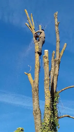 Jardinier Élagueur À Mérignac Gironde