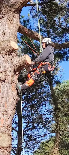 l'Arbre de A À Z