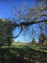 Normandie Arboriste