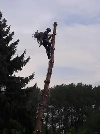 V-nature