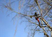 Sur Un Arbre Perché