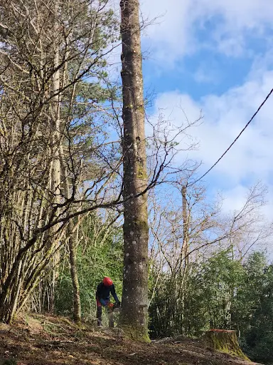 Mik Arbre Élagage