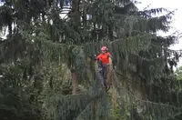 l'Art de l'Arbre