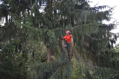 l'Art de l'Arbre