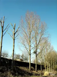 Schroll Élagage 31