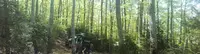 Vertic Arbre 26 - Guegnard Arnaud