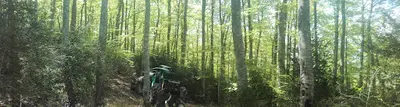Vertic Arbre 26 - Guegnard Arnaud