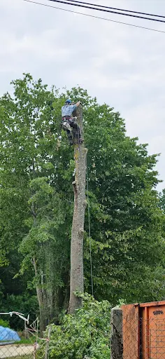 Hd Service