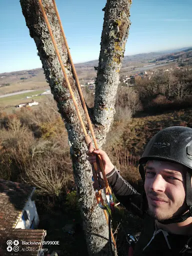Simia Élagage, Élagueur Grimpeur, Guêpes et Frelons.