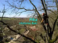 l'Âme de l'Arbre