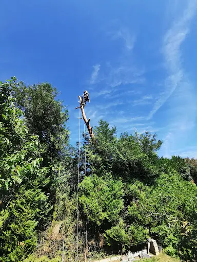Sciaman Elagage - Alsace (bas-rhin)