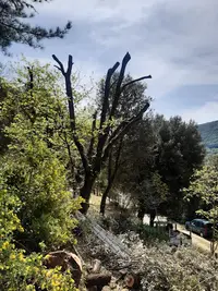 Ripolles Laurent