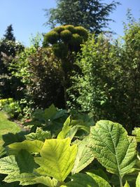 Du Bruit Dans les Branches - Coach Jardin | Lille