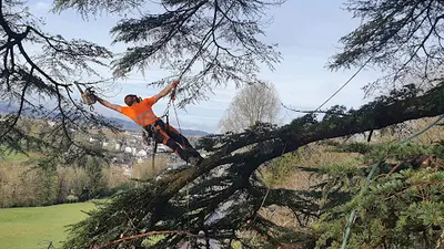 Ent.clavé | Entreprise Elagage et Abattage | Soins aux Arbres