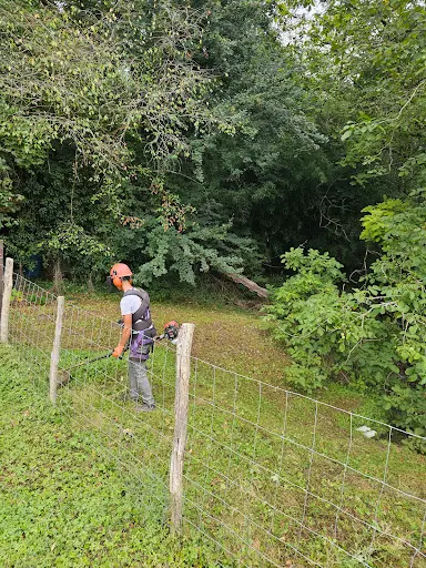 Élagage Mont-de-marsan