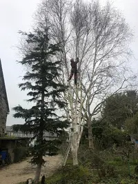 Lemarié Thomas, Taille d'Arbres et Arbustes