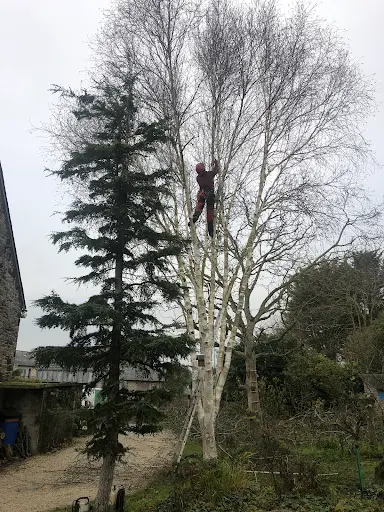 Lemarié Thomas, Taille d'Arbres et Arbustes