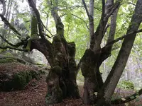 Des Arbres et des Hommes Elagage