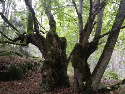 Des Arbres et des Hommes Elagage