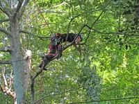 Vert Forest - Elagage - Soins aux Arbres