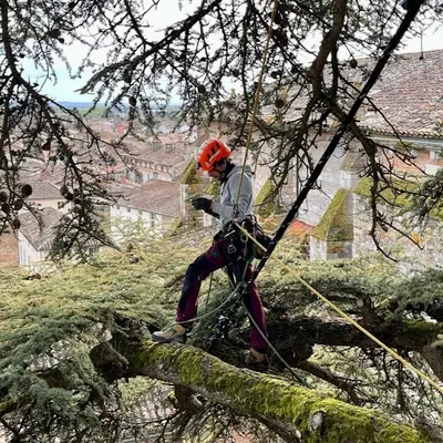 Lou Petit Arboriste