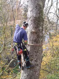 D’arbre en Arbre