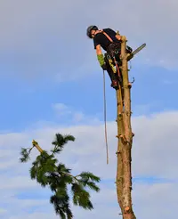Alo Élagage