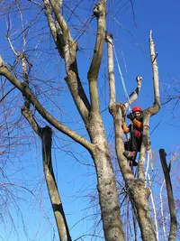 Hertert Arboriste Grimpeur