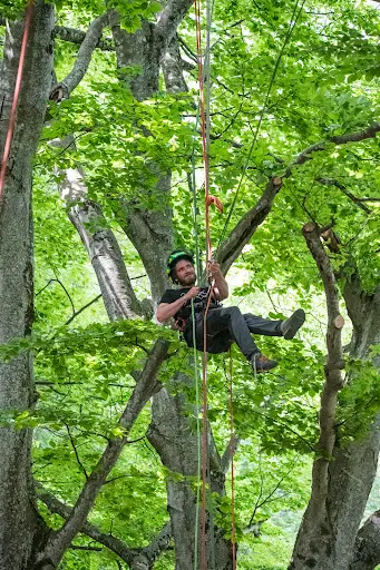 Parmi les Arbres Elagage