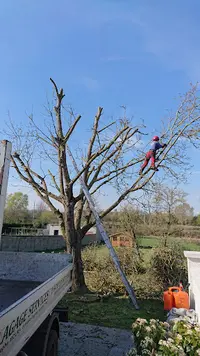 Elagage Services