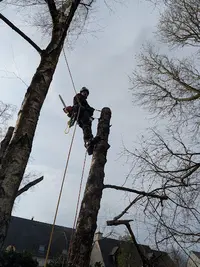 Into The Tree Élagage