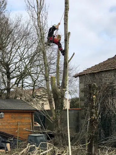 Benjy Élagage