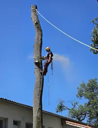Élagueur- Montpellier - Herault Sawula-elagage