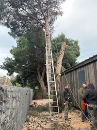 Élagueur Montpellier Nc Élagage