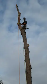 l'Arboriste-elagueur À Montpellier