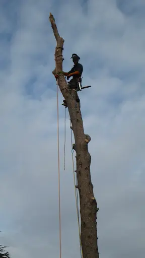 l'Arboriste-elagueur À Montpellier