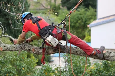 l'Arbre en Tête
