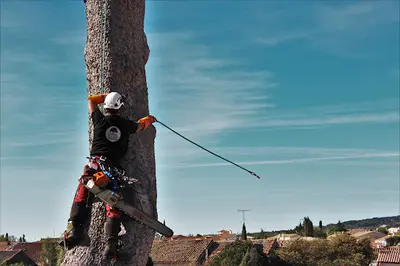 l'Arbre et la Cime - Elagage et Abattage